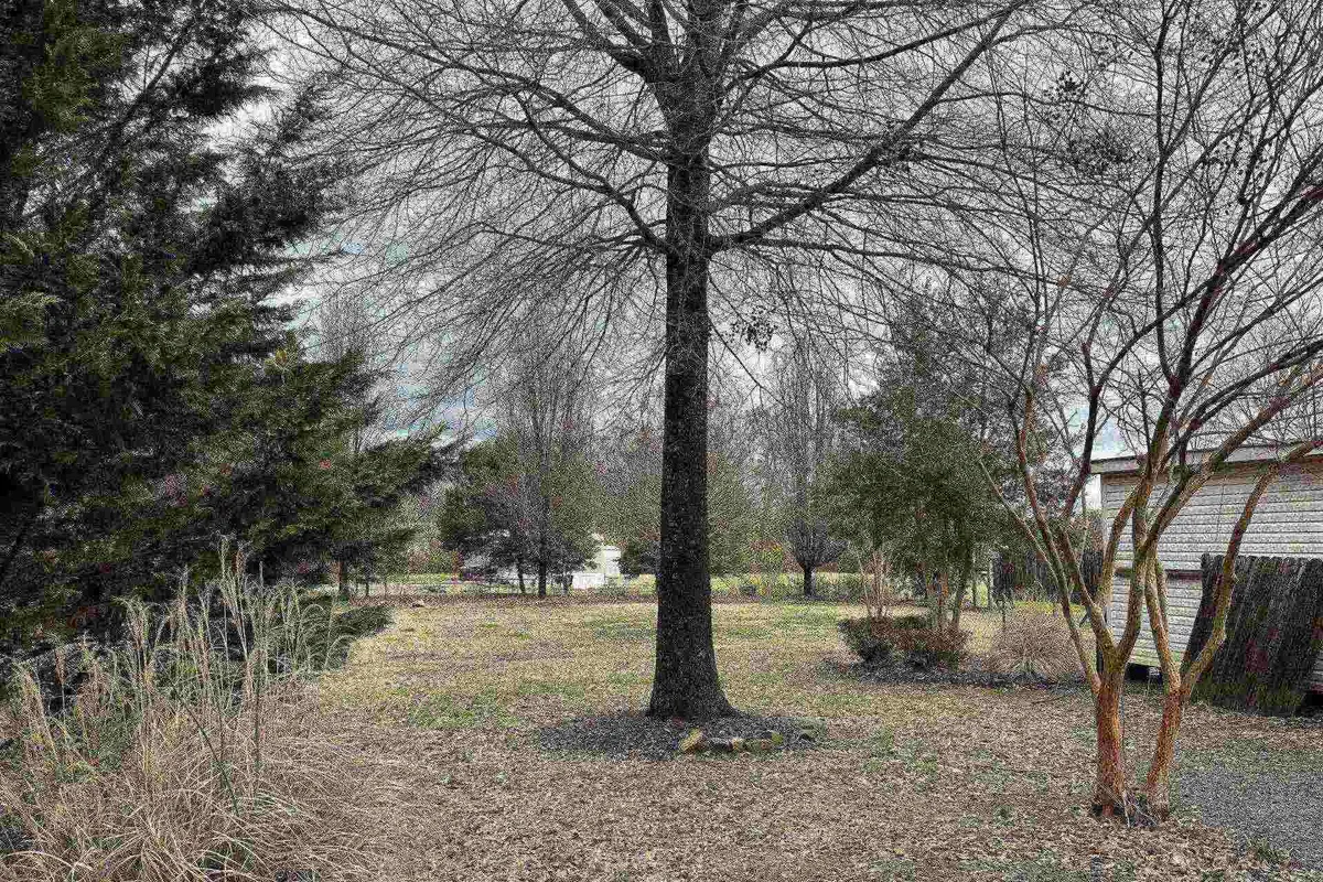 This exterior scene features a reflective mood with a bare tree, scattered leaves, distant shrubs, and a fence enclosing part of the yard. The setting evokes seasonal changes and a sense of quiet exploration, suggesting a natural, safe area where pets can be walked or exercised on-leash. The fence hints at safe boundaries for pet activities.
